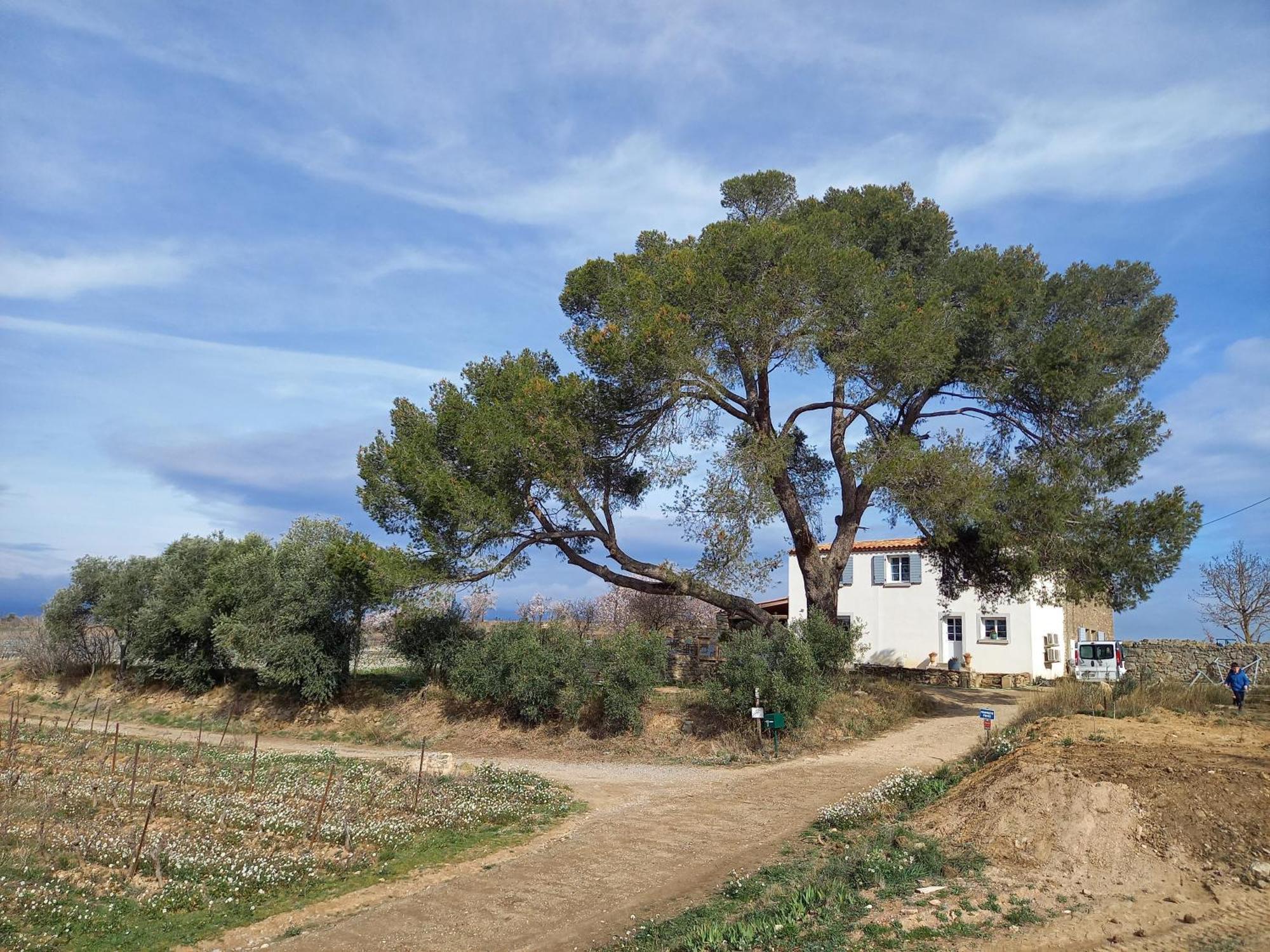Domaine Saint Augustin Villa Rieux-Minervois Luaran gambar